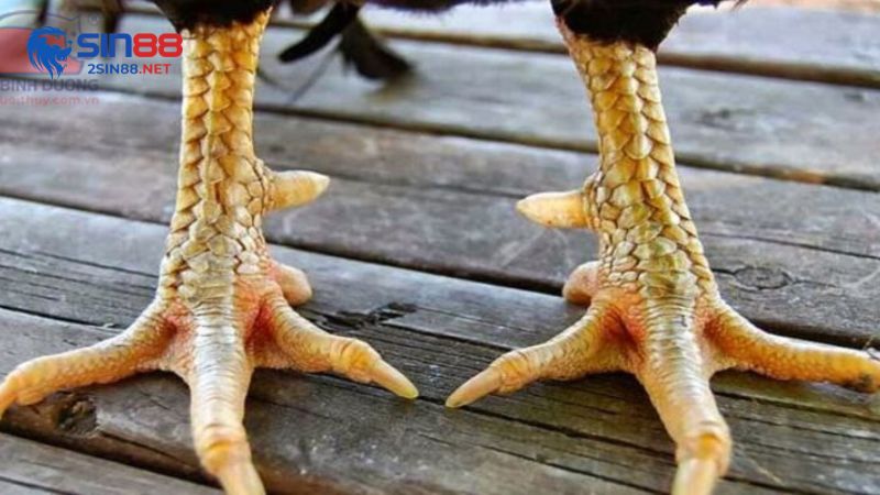Chiến kê có huyền trầm tốt hay xấu?
