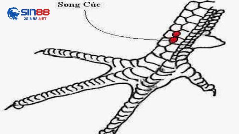 Suy nghĩ song cúc ở gà rán là gì?